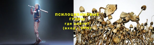 прущие грибы Володарск